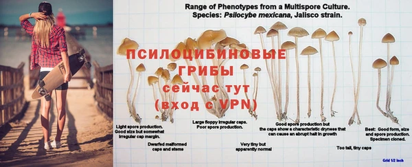 ГАЛЛЮЦИНОГЕННЫЕ ГРИБЫ Богородск